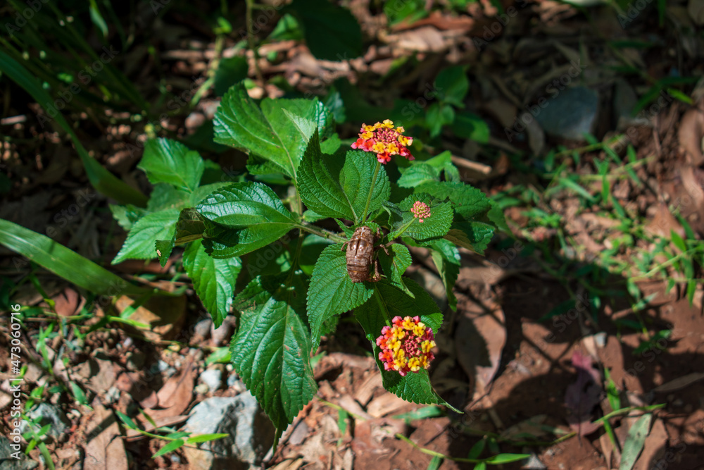 Cicada shell perched on Australian native plant. Orange and yellow flowers visible. Cicada shell perched on Australian native plant. Orange and yellow flowers visible.