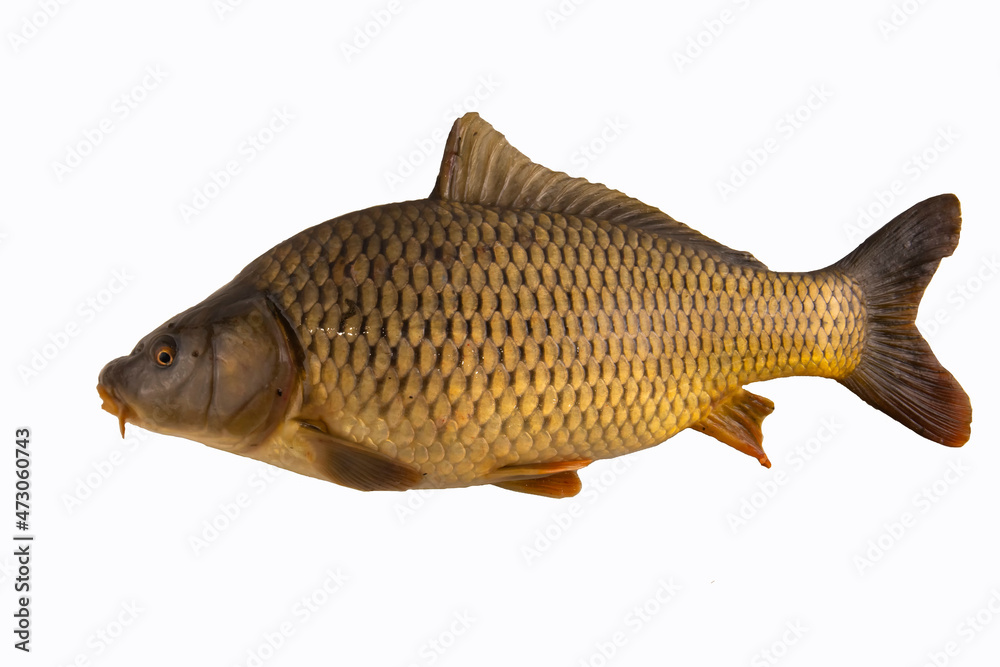 Fototapeta premium Big carp fish isolated on white