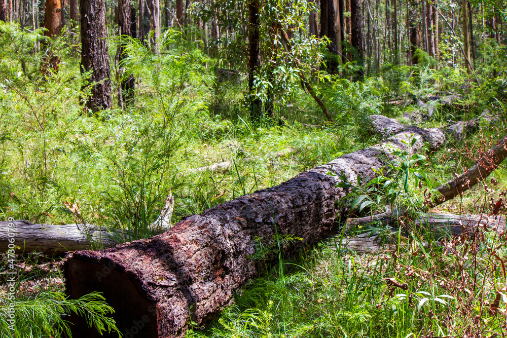 Fototapeta premium Australian bush - located in Southeast Queensland. Paperbark, gumtree and Wattyl. Featuring tracks, fallen trees and stumps. 