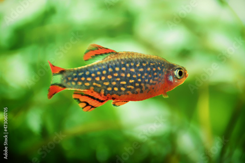 Danio margaritatus Freshwater fish, celestial pearl danio in the aquarium, is often as often referred as galaxy rasbora or Microrasbora Galaxy. Animal aquascaping photography with a focus gradient.