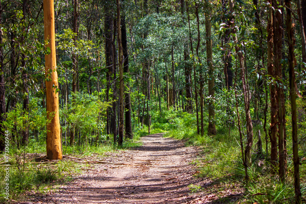 Obraz premium Track leading off into the Australian bush.