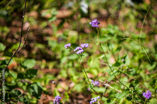 Australian common purple flowering weed. Flower in focus, foreground blurred. 