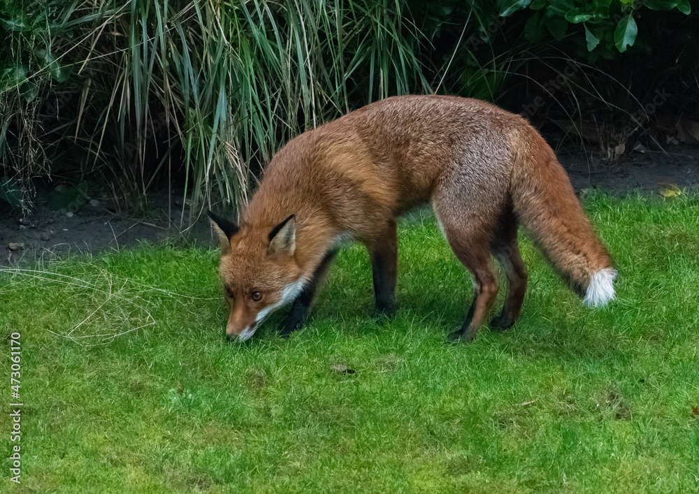 Fototapeta premium Urban fox in flats garden