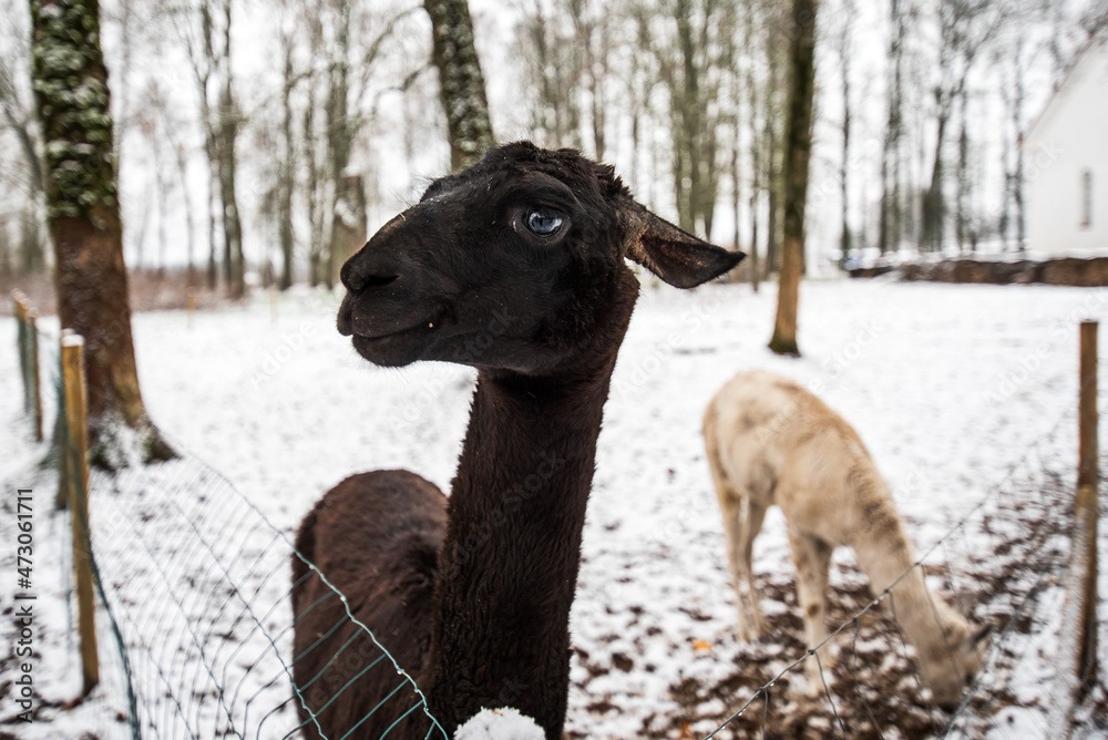 Naklejka premium Two black and white llamas in snowy winter day