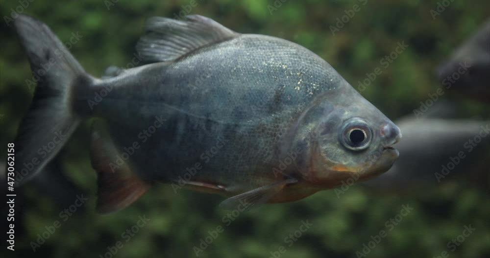 Exotic fish in the aquarium. Fish of the rainforest and ocean are really stunning to look at in aquarium exotic water. Aquarium tropical fish in freshwater underwater color fish scuba aquatic wildlife