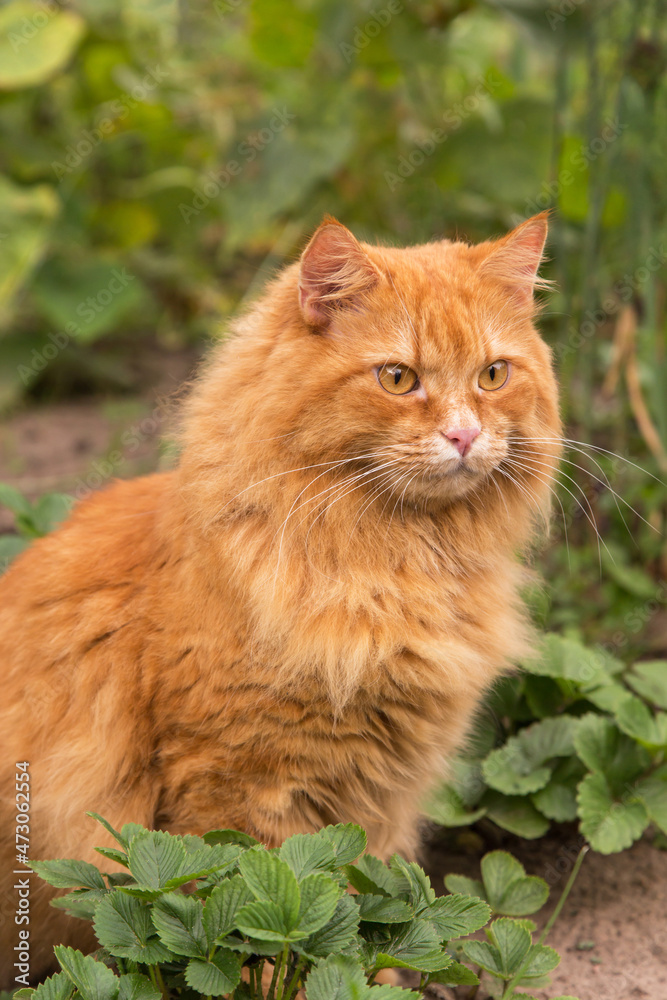 Beautiful fluffy red orange cat with insight attentive smart look sit in green strawberry leaves plant in garden in nature