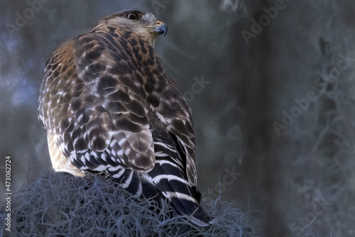 Red Shouldered Hawk Perching in Tree Surrounded by Spanish Moss photo