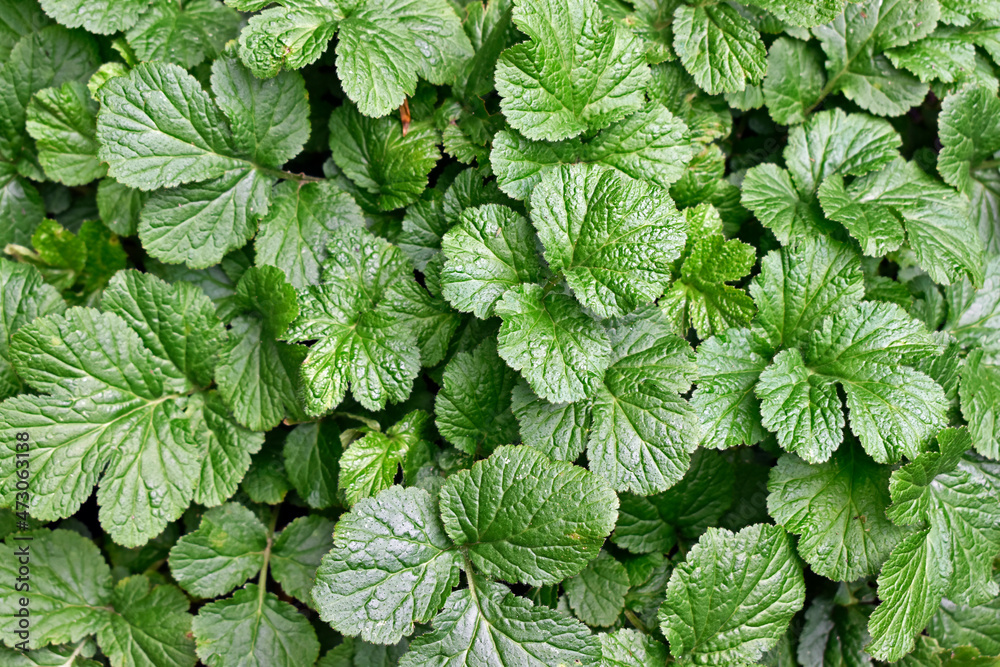 Wood avens leaves (Geum urbanum) on garden Wood avens leaves (Geum urbanum) on garden