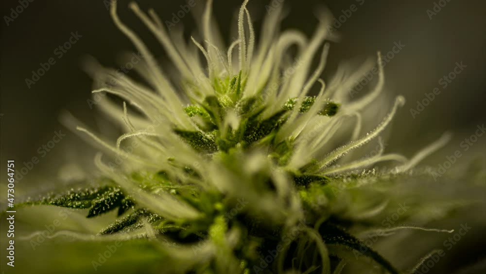 Cannabis cone super macro. The top of a marijuana bush. Medical marijuana footage for design and decoration. Biological pattern. Cannabis cone super macro. The top of a marijuana bush. Medical marijuana footage for design and decoration. Biological pattern.