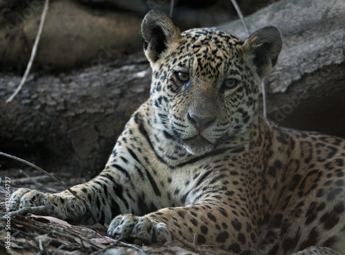 The jaguar is resting at the roots of a tree. Panthera onca. Natural habitat. Cuiaba river,  Brazil