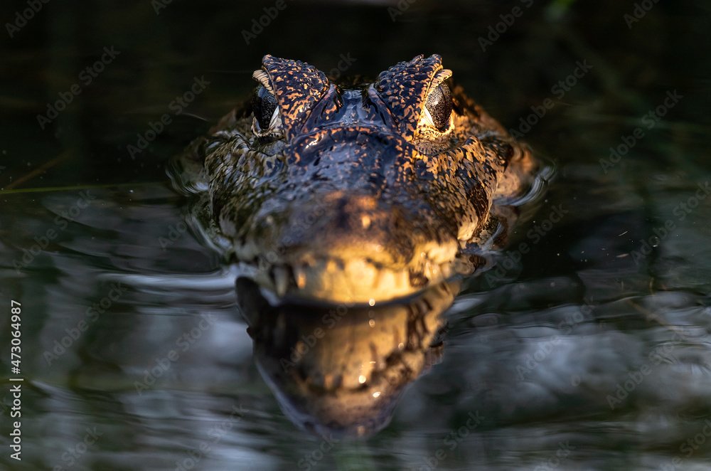 Obraz premium Caiman in the water. Front view. Dark background. The yacare caiman (Caiman yacare), also known commonly as the jacare caiman. Side view. Natrural habitat. Brazil.