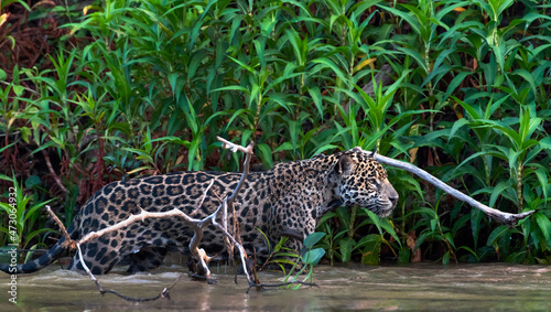 Sneaking Jaguar in the water on the river.  Green natural background. Panthera onca. Natural habitat. Cuiaba river   Brazil