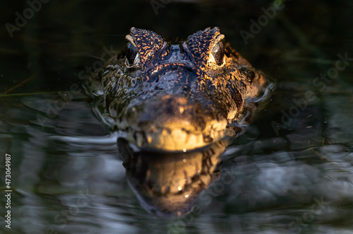Caiman in the water. Front view. Dark background. The yacare caiman (Caiman yacare), also known commonly as the jacare caiman. Side view. Natrural habitat. Brazil. photo