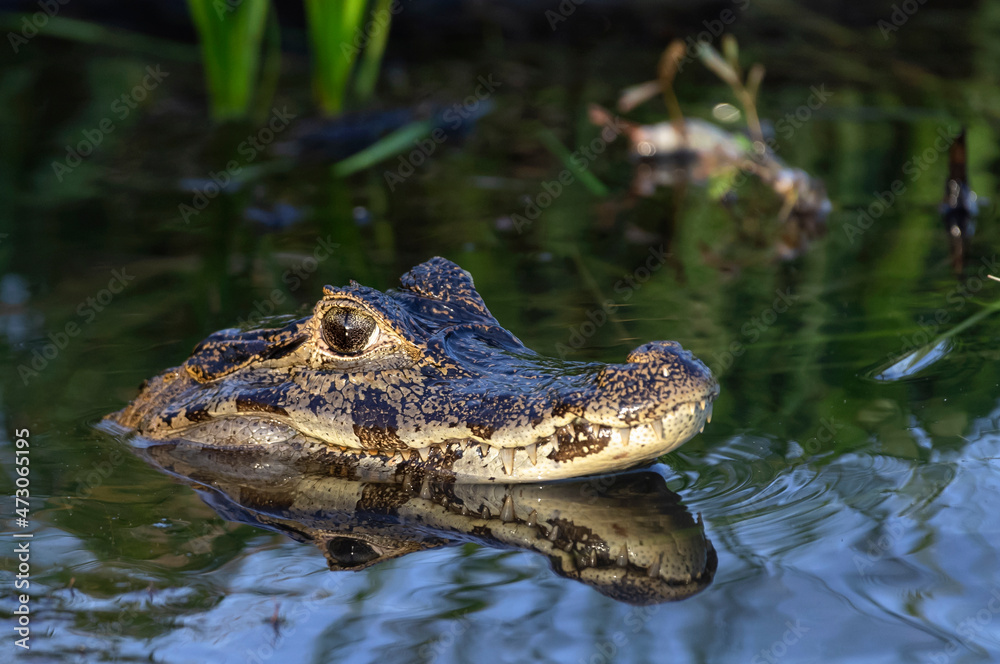 Caiman in the water.The yacare caiman (Caiman yacare), also known commonly as the jacare caiman. Side view. Natrural habitat. Brazil. Caiman in the water.The yacare caiman (Caiman yacare), also known commonly as the jacare caiman. Side view. Natrural habitat. Brazil.