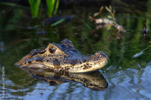Caiman in the water.The yacare caiman (Caiman yacare), also known commonly as the jacare caiman. Side view. Natrural habitat. Brazil.