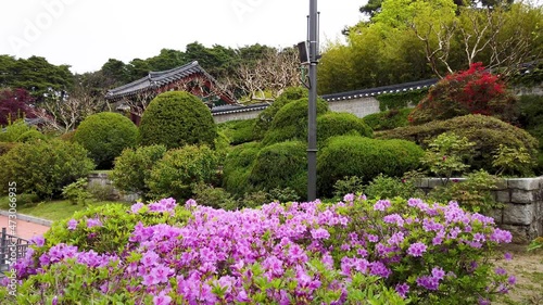 Ojukheon house with beautiful spring flowers