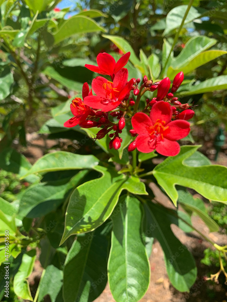 red flower bush