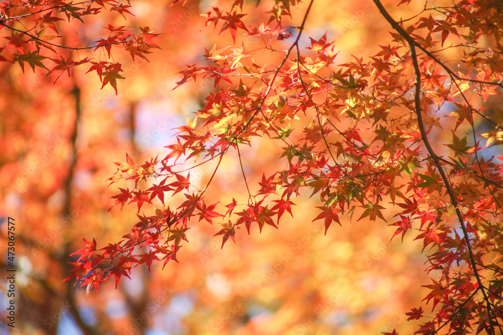 赤に色づいた紅葉