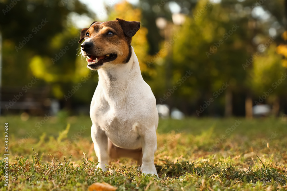 Cute Jack Russel terrier sitting in park