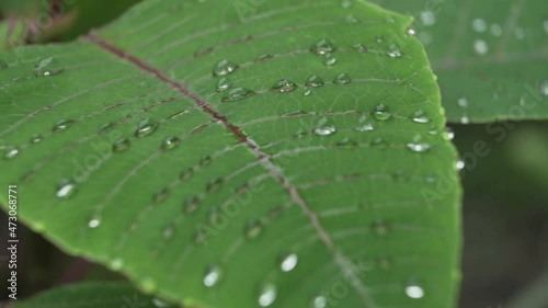 Water drops on beautiful green leaves