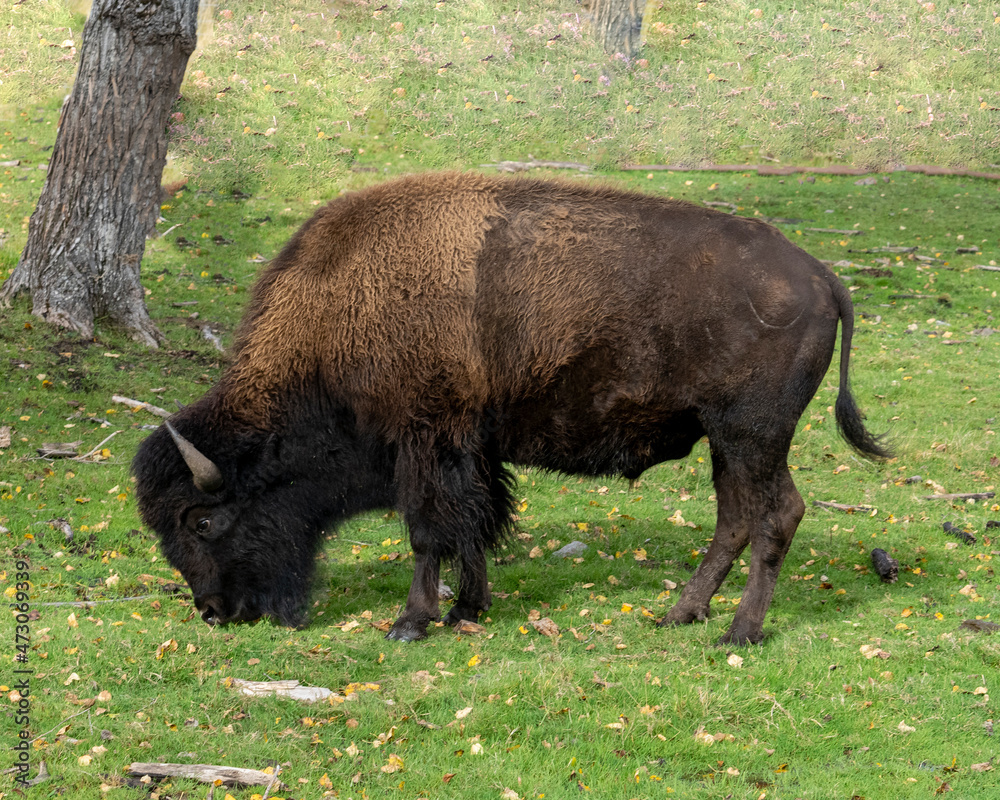 Bison Stock Photo and Image. Close-up side view walking and foraging in the field with a blur forest background displaying large body and horns in its environment and habitat. Buffalo Picture. Bison Stock Photo and Image. Close-up side view walking and foraging in the field with a blur forest background displaying large body and horns in its environment and habitat. Buffalo Picture.