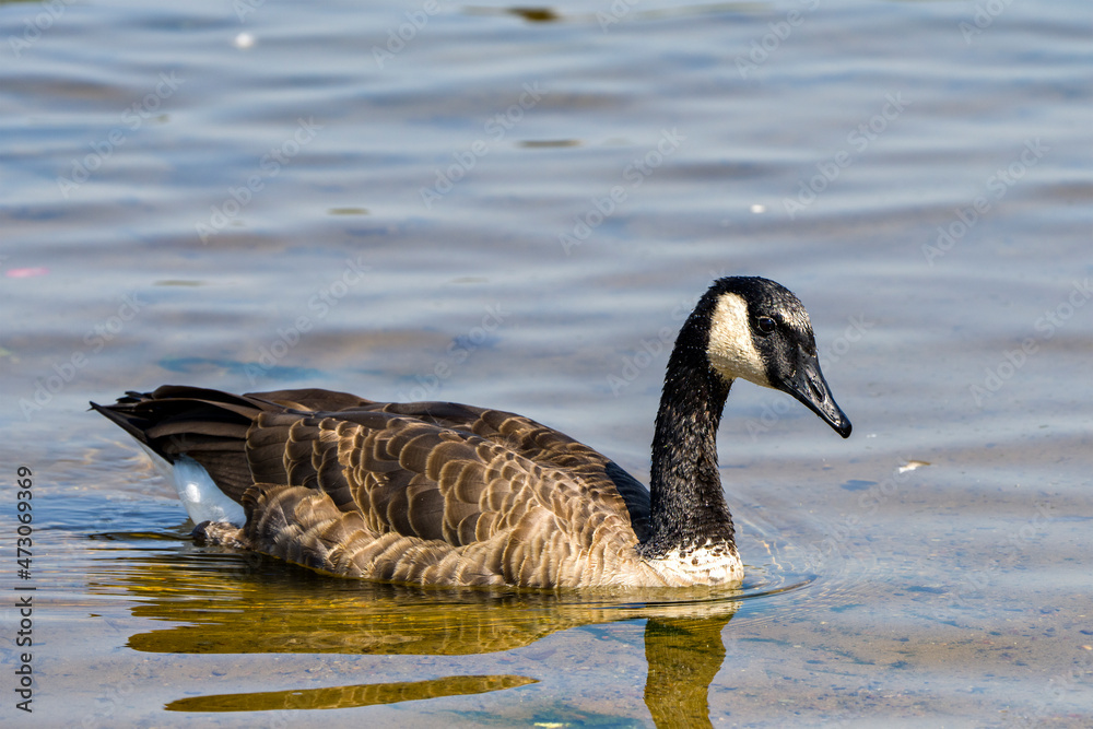 Obraz premium Canada Geese Photo and Image. Swimming in its environment and surrounding habitat, with blur water background in the summer season. Goose Image. Picture. Photo.