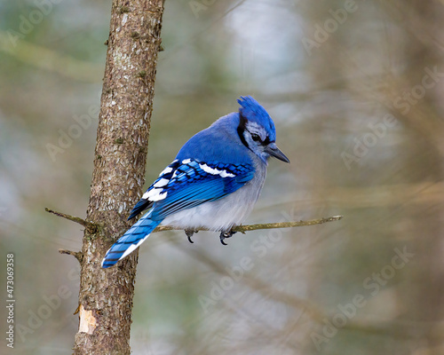 Blue Jay Photo and Image. Close-up perched on a branch with a blur forest background in the forest environment and habitat surrounding displaying blue feather plumage wings. Picture. Portrait.
