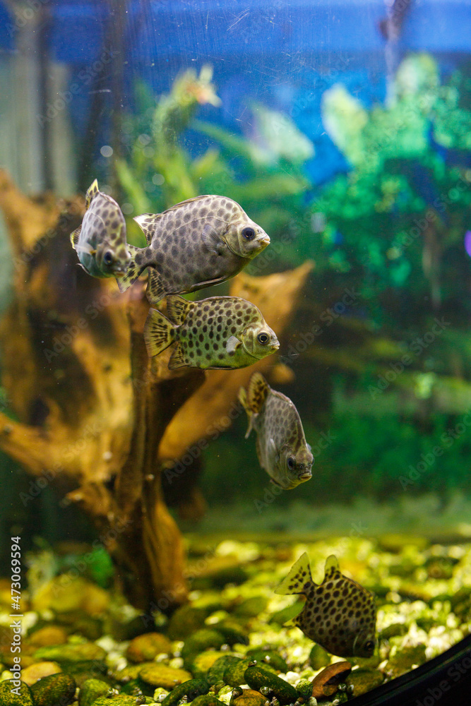 Obraz premium Freshwater Aquarium Fish. Immitation of natural marine enriromnent at the oceanarium in Ukraine