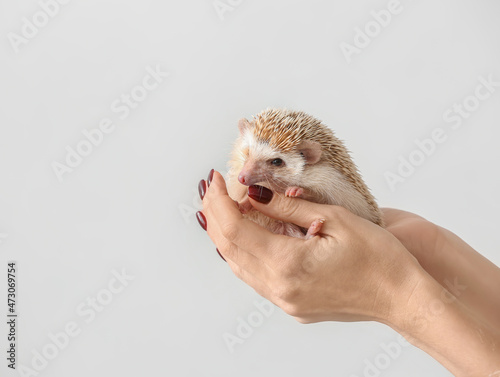 Woman holding cute hedgehog...