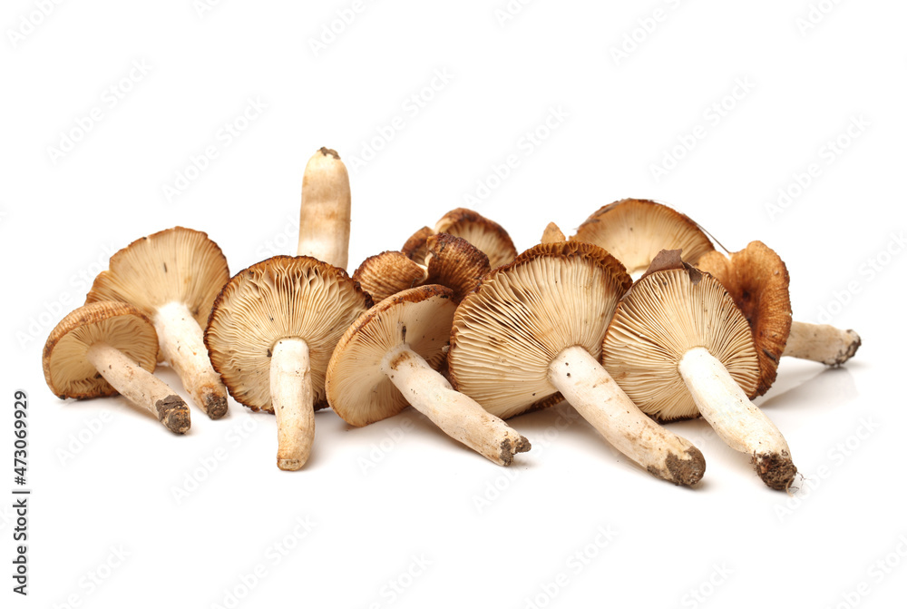 Fototapeta premium edible mushrooms isolated on white background 