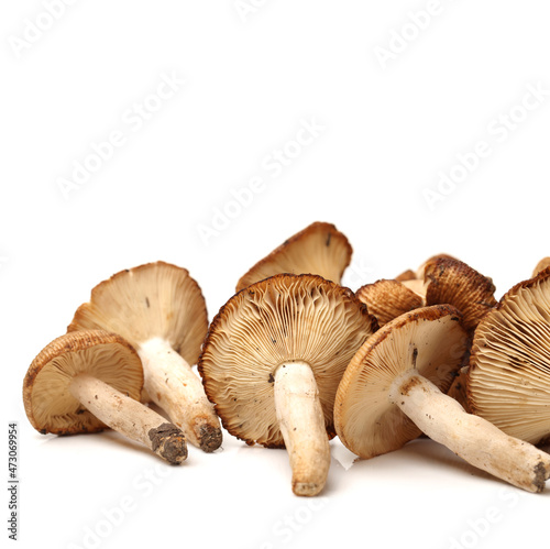 edible mushrooms isolated on white background 