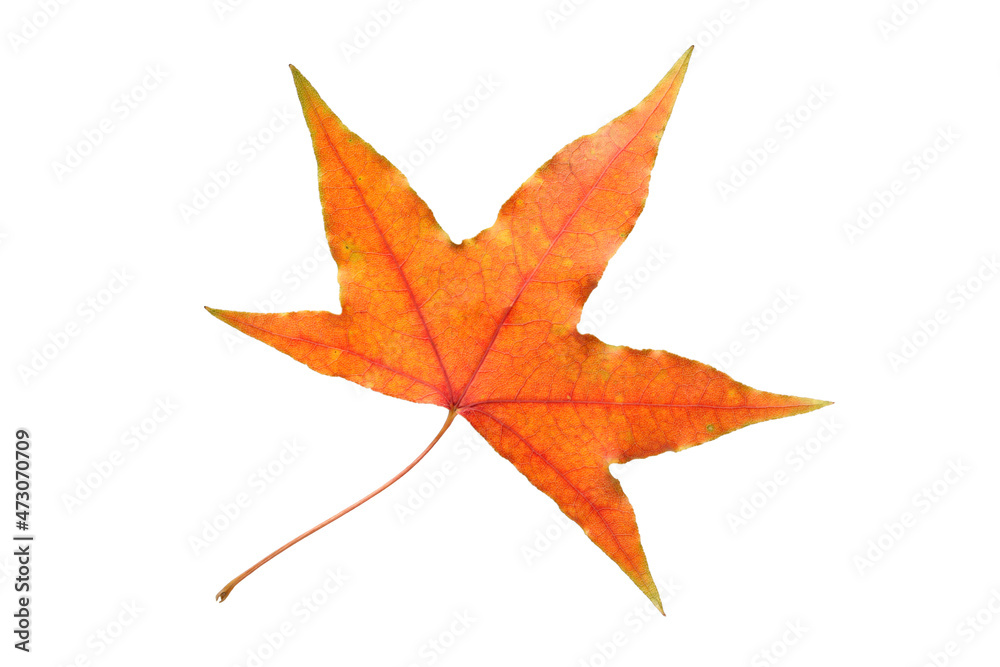 autumn maple-leaf, isolated on a white background autumn maple-leaf, isolated on a white background
