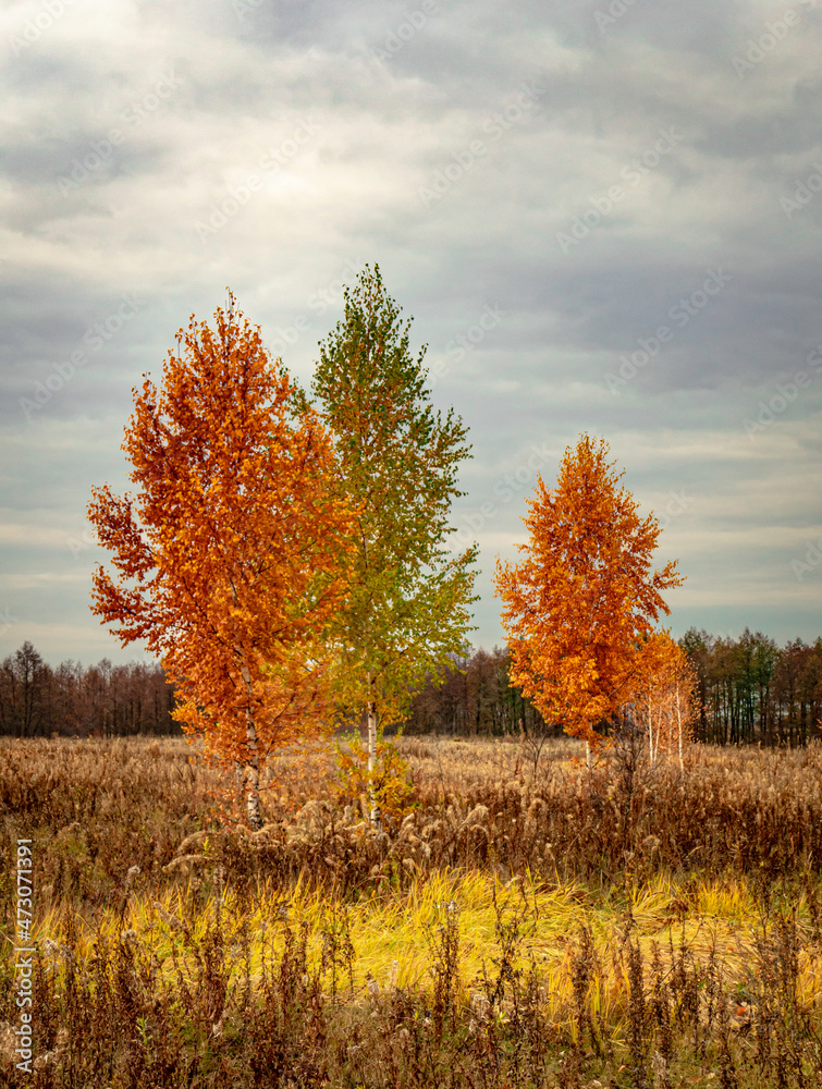 Fototapeta premium Three birch trees in an autumn field