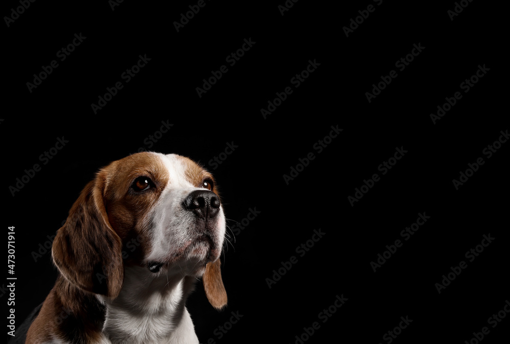 Funny Beagle dog on black background