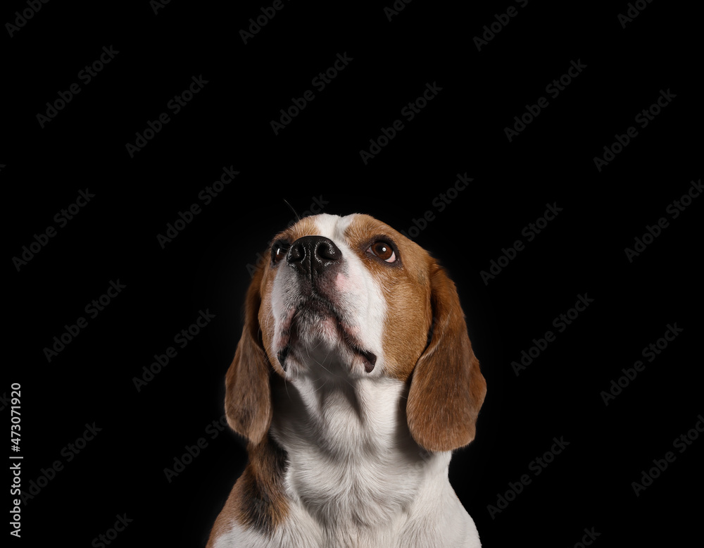 Funny Beagle dog on black background