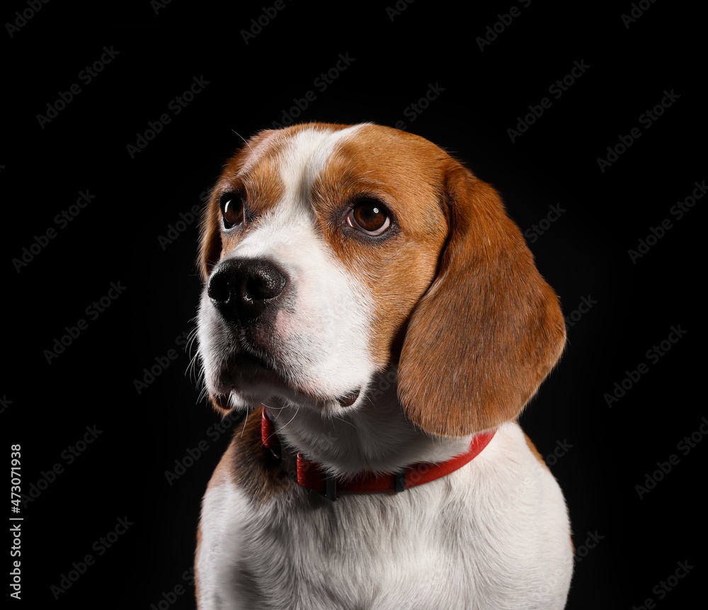 Funny Beagle dog on black background