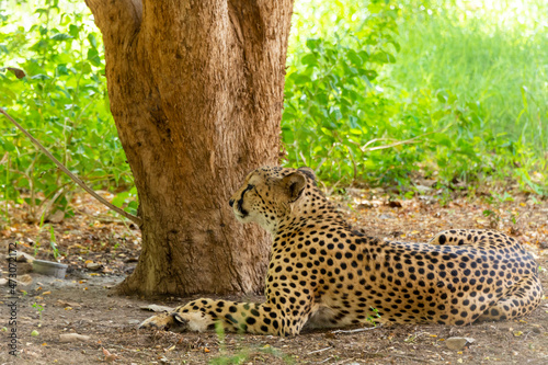 Photography cheetah