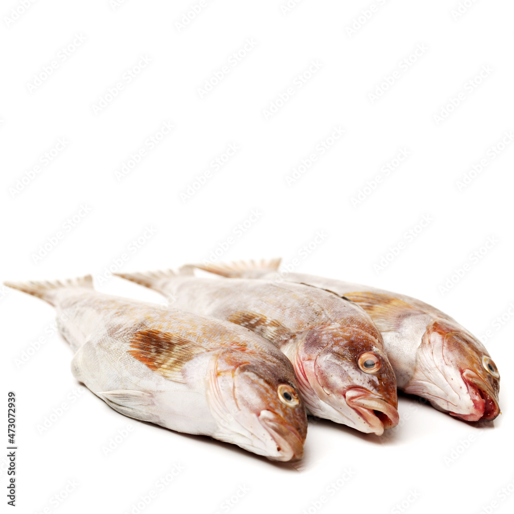 fresh fish isolated on white background fresh fish isolated on white background