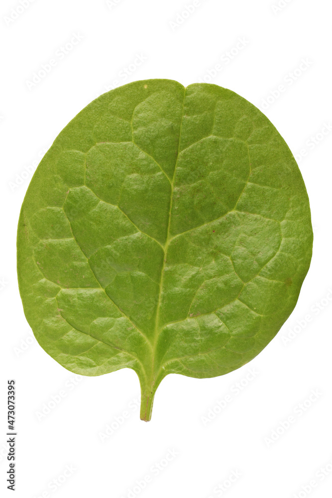 Fototapeta premium Spinach leaf isolated on white