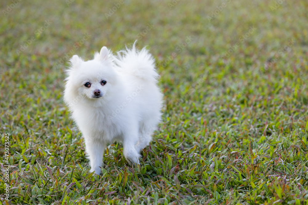 White pomeranian dog run on green lawn