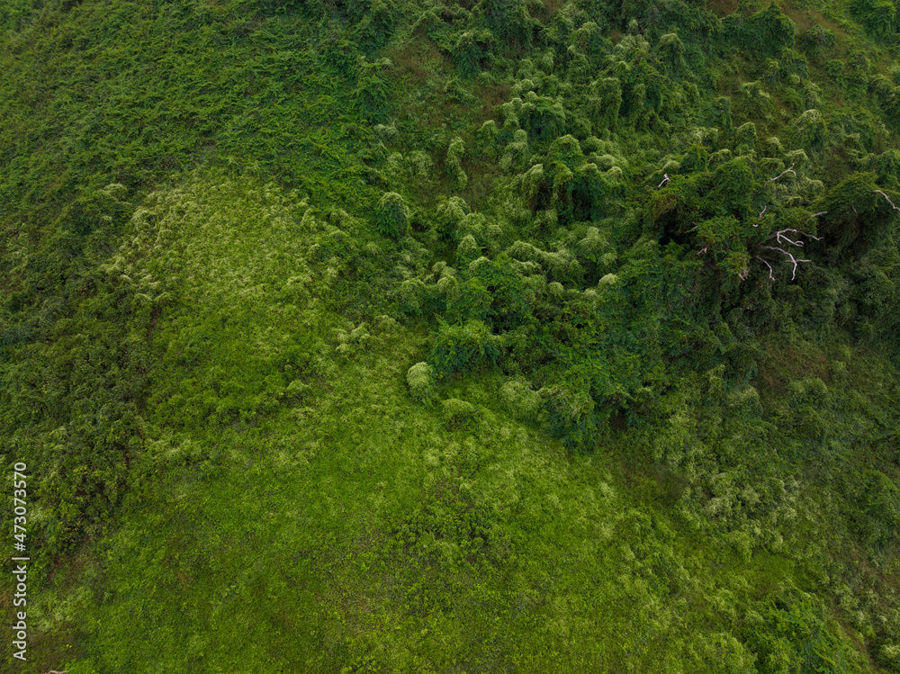 Top down view of greenery forest