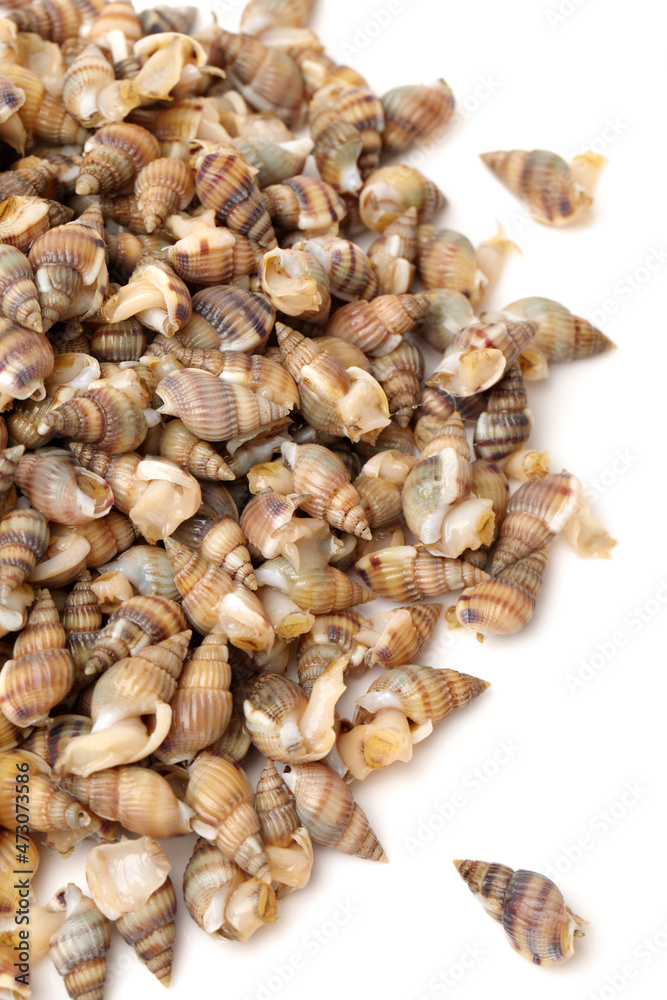 Whelks on white background 