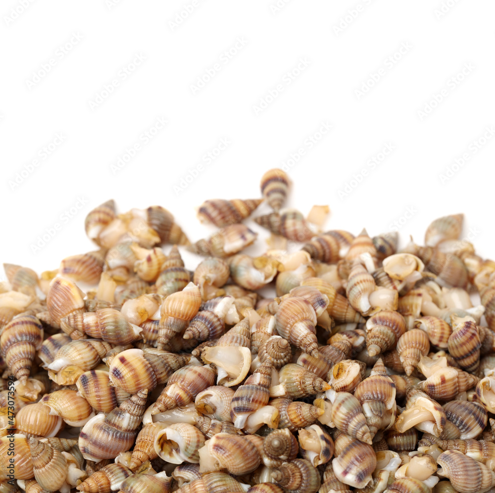 Whelks on white background Whelks on white background