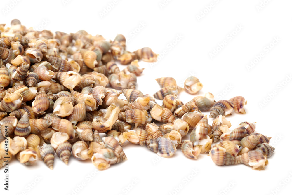 Whelks on white background Whelks on white background