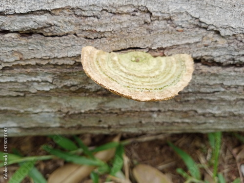 Mushrooms, Ganoderma lucidum, fungi