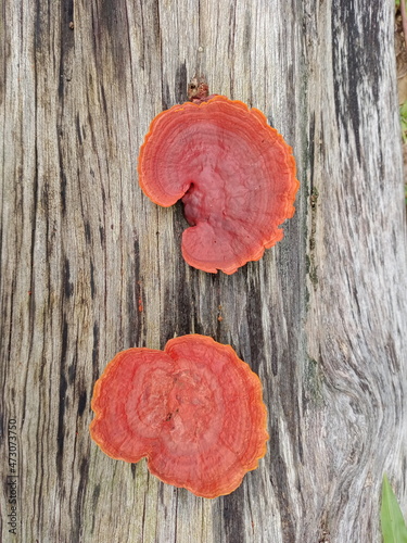 Mushrooms, Ganoderma lucidum, fungi