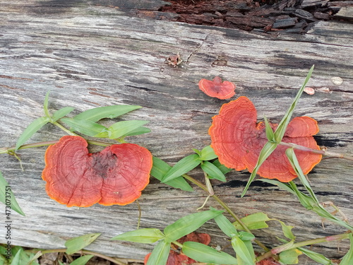 Mushrooms, Ganoderma lucidum, fungi