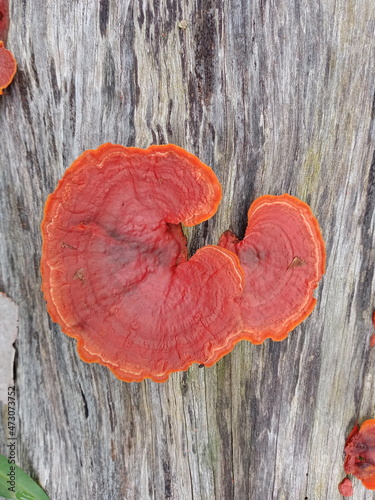 Mushrooms, Ganoderma lucidum, fungi