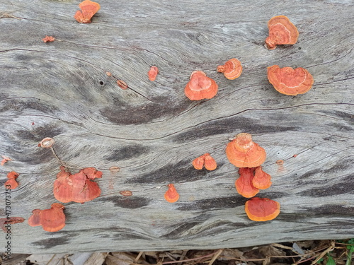 Mushrooms, Ganoderma lucidum, fungi
