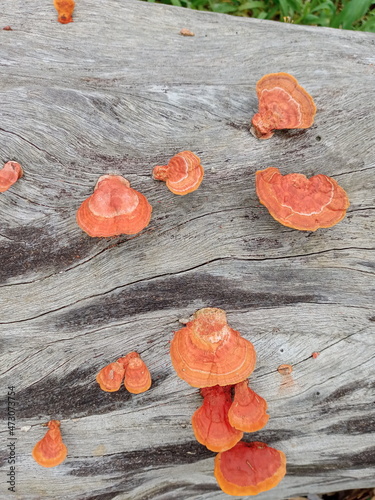 Mushrooms, Ganoderma lucidum, fungi